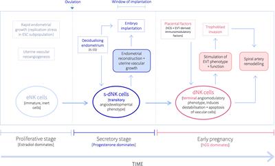 Killer Timing: The Temporal Uterine Natural Killer Cell Differentiation Pathway and Implications for Female Reproductive Health